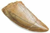Serrated Raptor Tooth - Real Dinosaur Tooth #376400-1